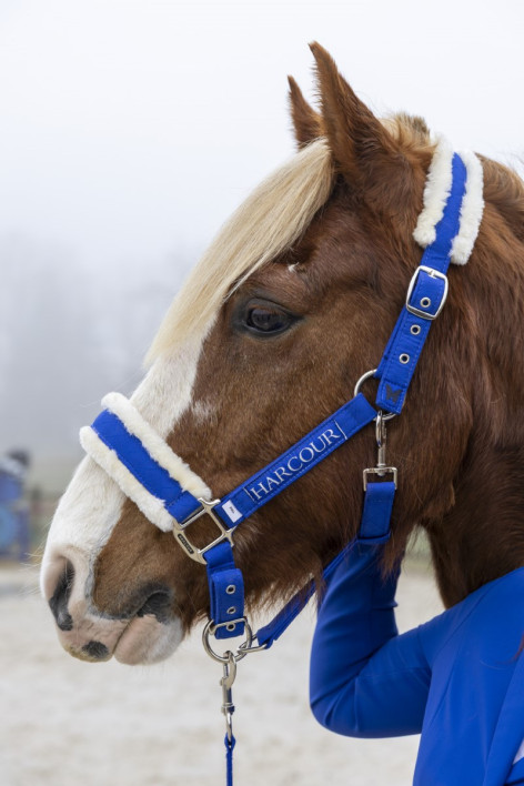Teschic Halter & Leadrope - Elec azul