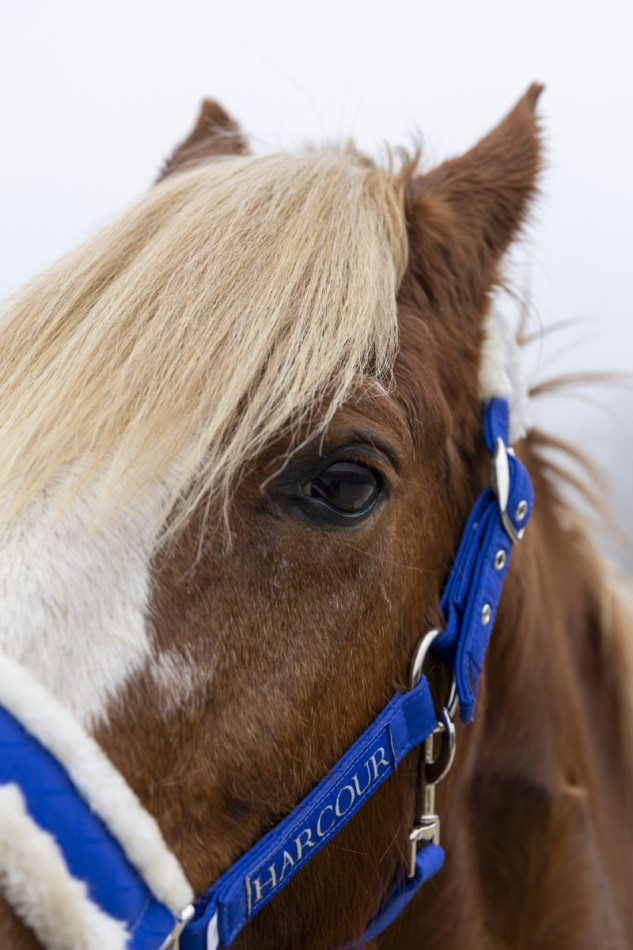 Teschic Halter & Leadrope - Elec azul
