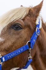 Teschic Halter & Leadrope - Elec blue Teschic Halter & Leadrope - Elec blue
