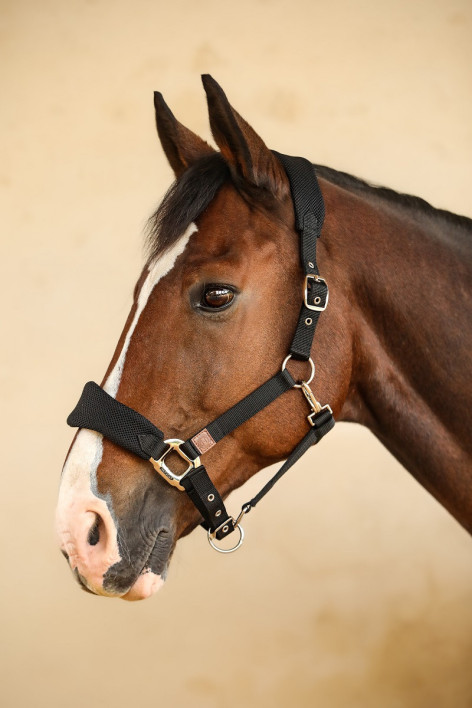 Halter Hega