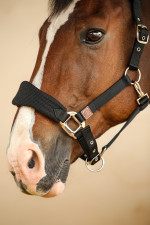 Hega Halter Rider Hega Halter Rider