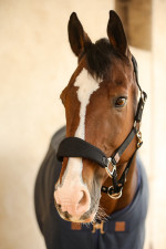 Hega Halter Hega Halter