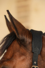 Hega Halster Hega Halster