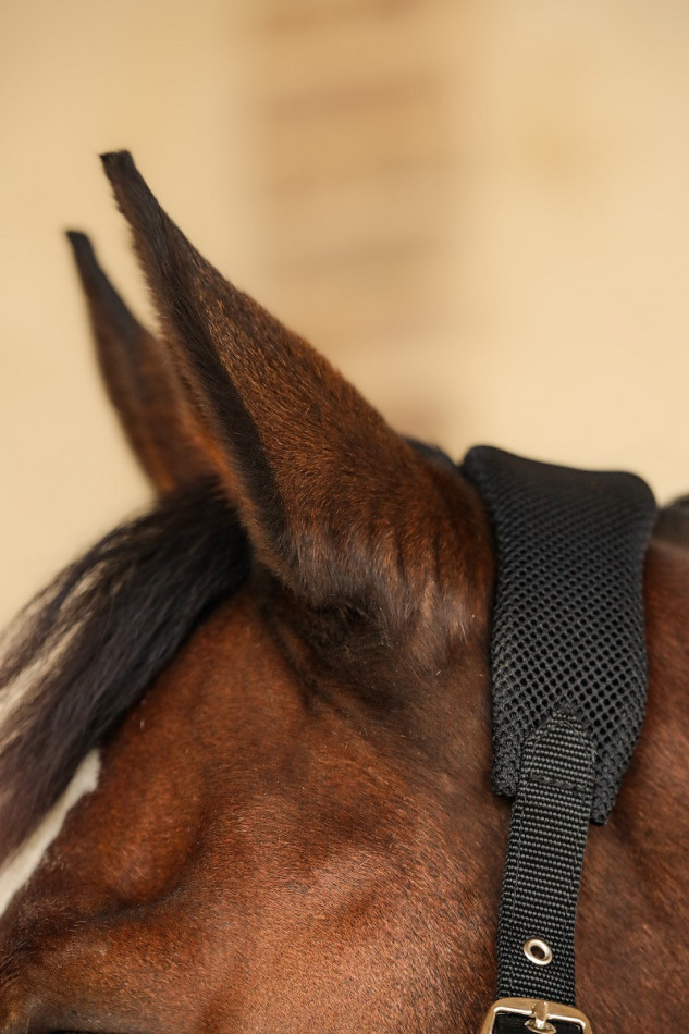 Halter Hega Halter Hega